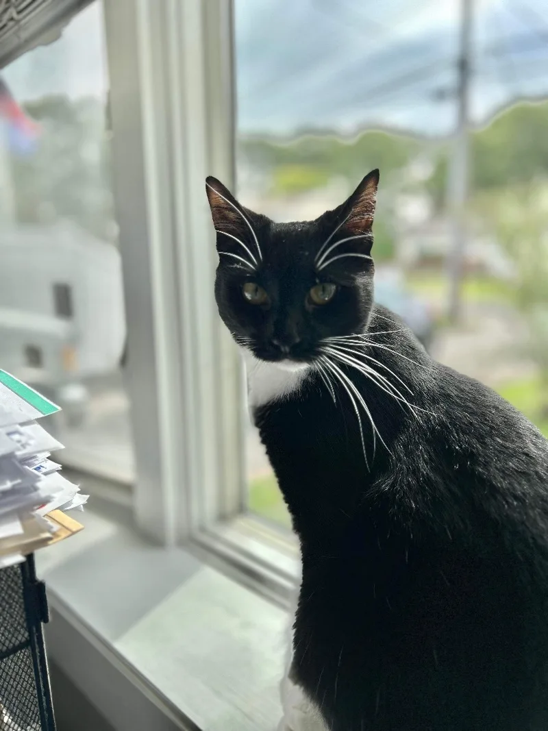 Chance & Cactus Jackie thumbnail 4