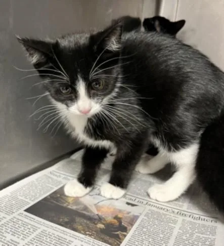 A young small-sized female Domestic Short Hair cat named Lili for adoption in Chatsworth, CA