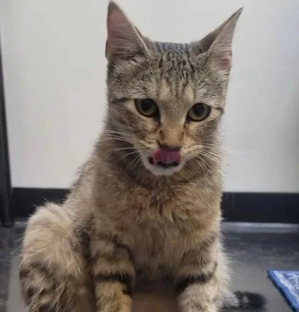 An adult medium-sized female Domestic Short Hair cat named Asia for adoption in Memphis, TN