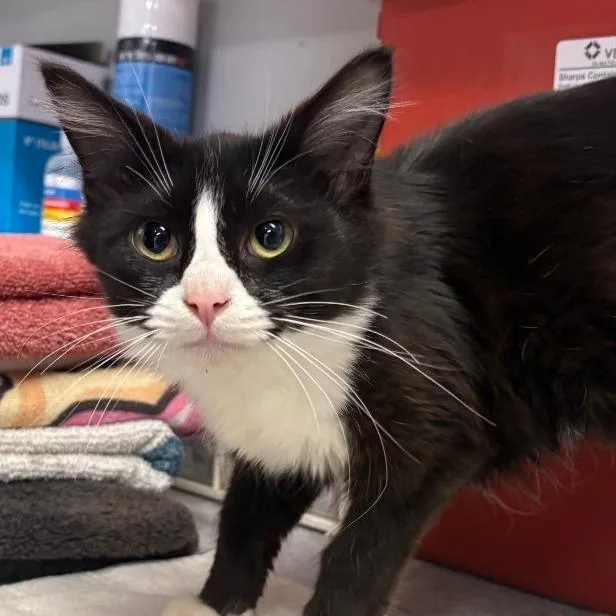 A baby small-sized female Black Domestic Medium Hair cat named Malina for adoption in Spokane, WA