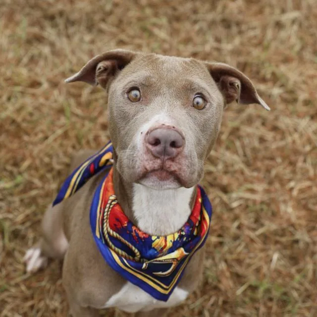 An adult medium-sized female American Staffordshire Terrier dog named Fig for adoption in San Antonio, TX