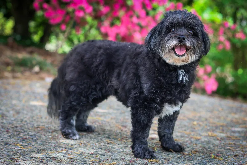 Priya Paisley thumbnail 2