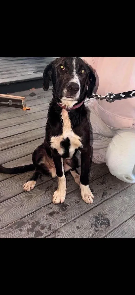A baby large-sized male Black Labrador Retriever dog named Mokie for adoption in Georgetown, OH