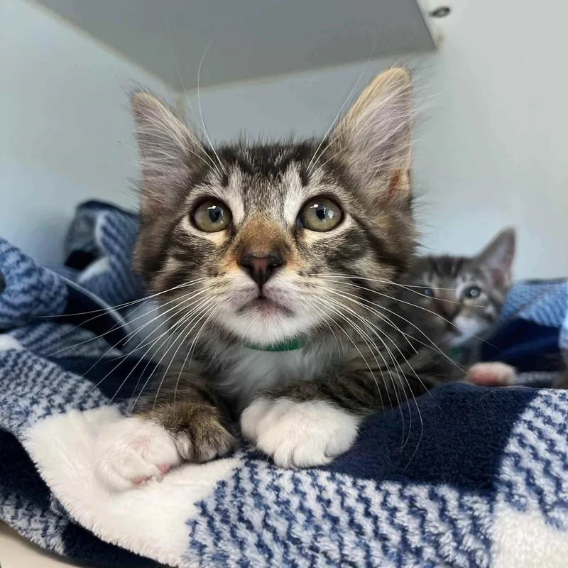 A baby small-sized female Brown / Chocolate Domestic Short Hair cat named Shy Girl for adoption in Oakland, CA