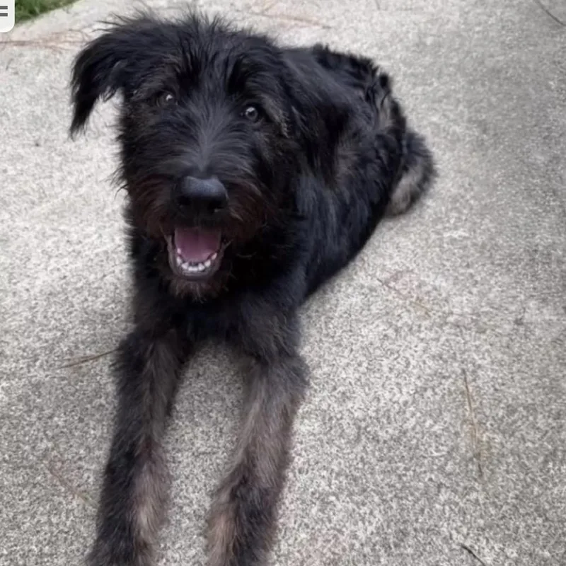 A baby medium-sized male Black Labrador Retriever dog named Rugger for adoption in Griffin, GA
