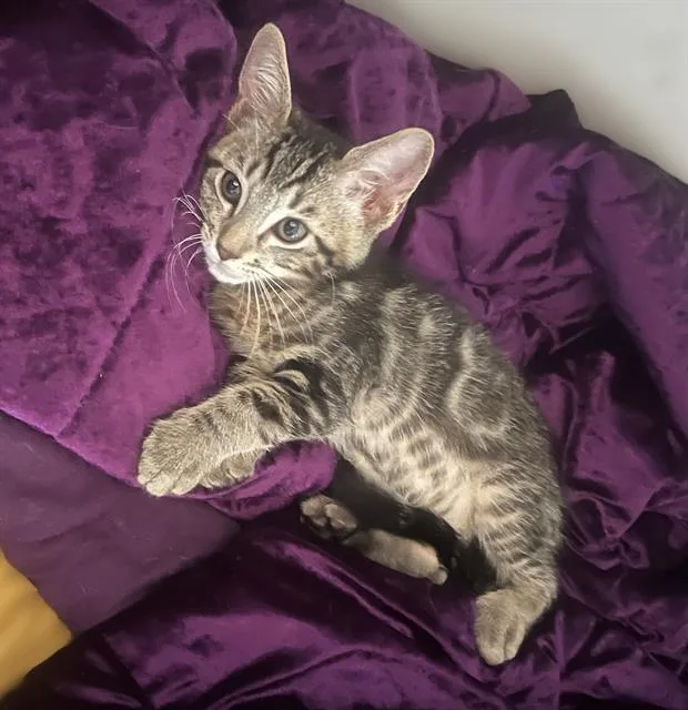 A baby small-sized female Domestic Short Hair cat named Bangal for adoption in Sacramento, CA