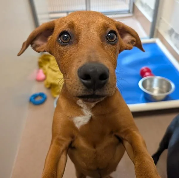 A baby small-sized male Catahoula Leopard Dog dog named Oates for adoption in Santa Rosa, CA