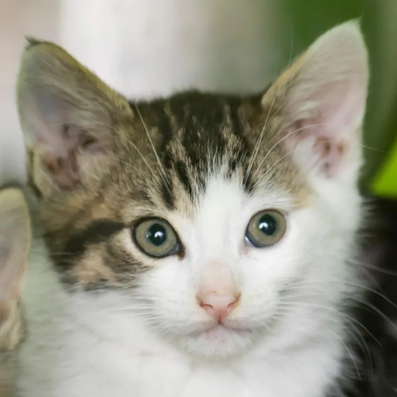 A baby small-sized female White Domestic Short Hair cat named Sam for adoption in Middletown, RI