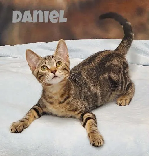 A baby small-sized male Domestic Short Hair cat named Daniel for adoption in Douglas, GA