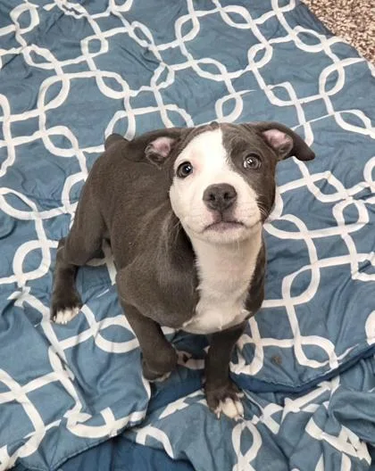 A baby small-sized female Pit Bull Terrier dog named Zuri for adoption in Westland, MI