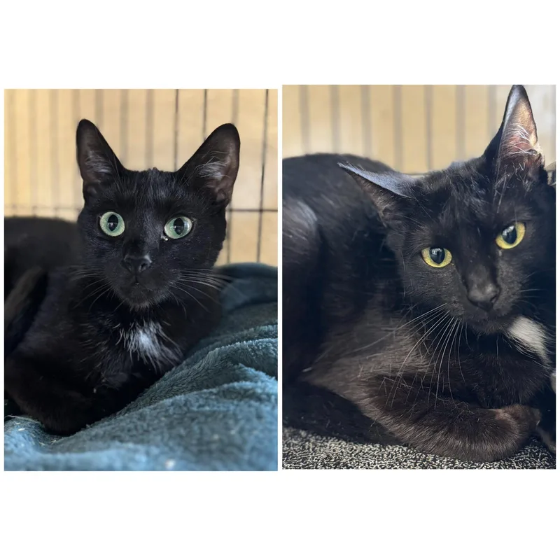 A young medium-sized female Black Domestic Short Hair cat named Bella & Cocoa for adoption in Winchendon, MA