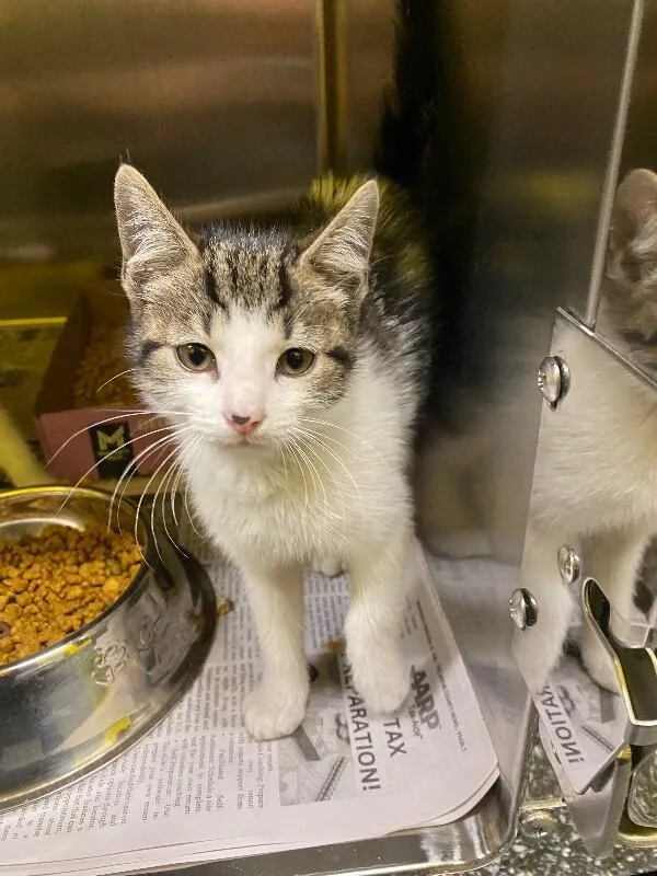 A young medium-sized female Tabby (Brown / Chocolate) Domestic Short Hair cat named Lettie for adoption in Jackson, TN