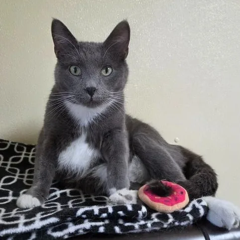 A young medium-sized male Gray & White Domestic Short Hair cat named Willard for adoption in Minneapolis, MN