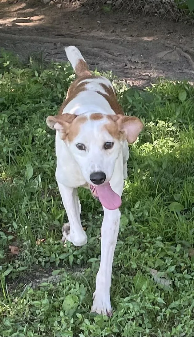An adult medium-sized male White / Cream American Foxhound dog named Marko for adoption in Heathsville, VA