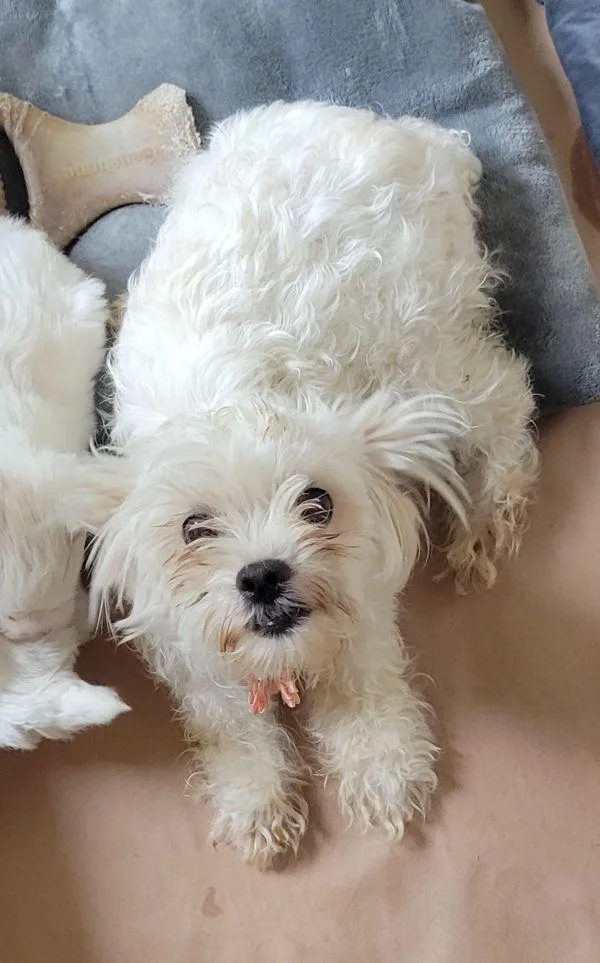 Brie