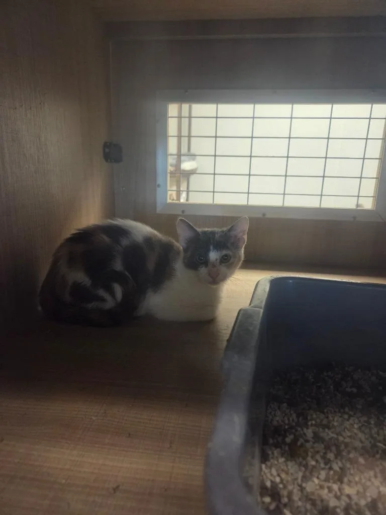 A baby small-sized female Domestic Short Hair cat named Cassidy for adoption in Bossier City, LA