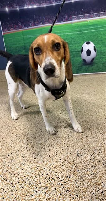A young small-sized female Beagle dog named Stella for adoption in Miami, FL