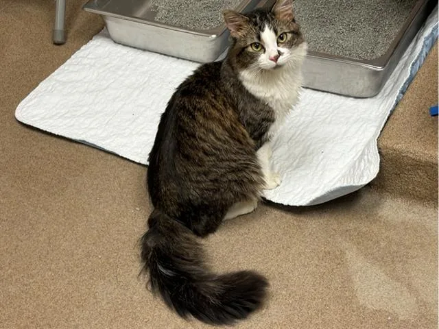 A young small-sized male Domestic Medium Hair cat named Peekaboo for adoption in Fort Wayne, IN