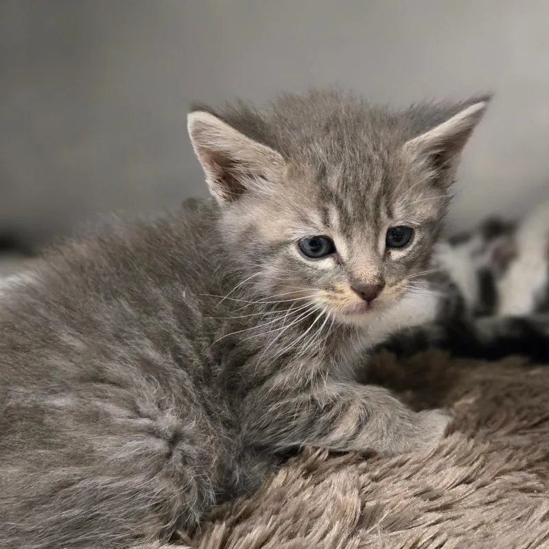 A baby small-sized male Gray / Blue / Silver Domestic Short Hair cat named Reese for adoption in San Jacinto, CA
