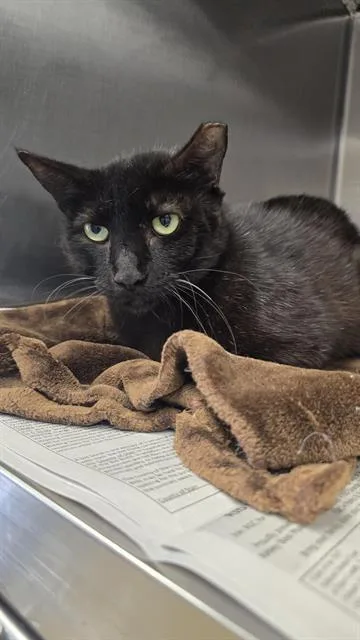 An adult medium-sized male Domestic Short Hair cat named Jameson for adoption in San Antonio, TX