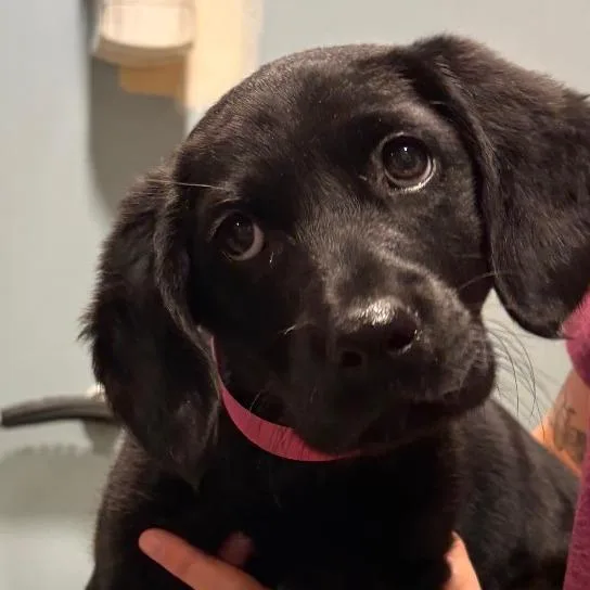 A baby small-sized female Black Mixed Breed dog named Dj Malik for adoption in Chattanooga, TN