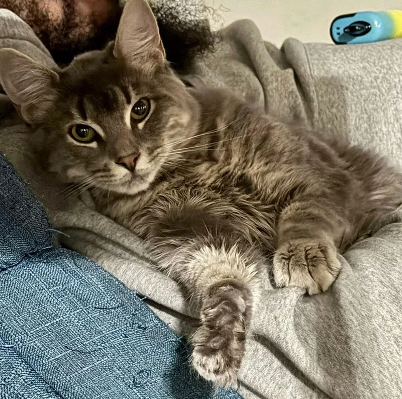 A young medium-sized female Gray / Blue / Silver Domestic Medium Hair cat named Ondine & Juno for adoption in Red Bank, NJ