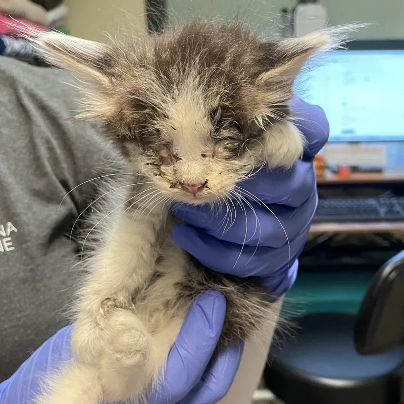 A baby small-sized male Gray / Blue / Silver Domestic Medium Hair cat named Bug for adoption in Pasadena, CA