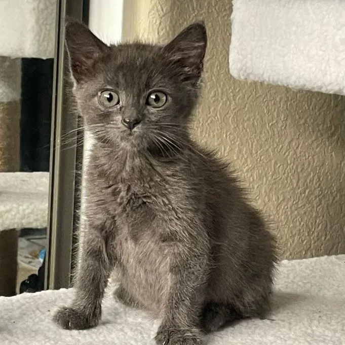A baby medium-sized male Gray / Blue / Silver Domestic Medium Hair cat named Fuji for adoption in Riverside, CA