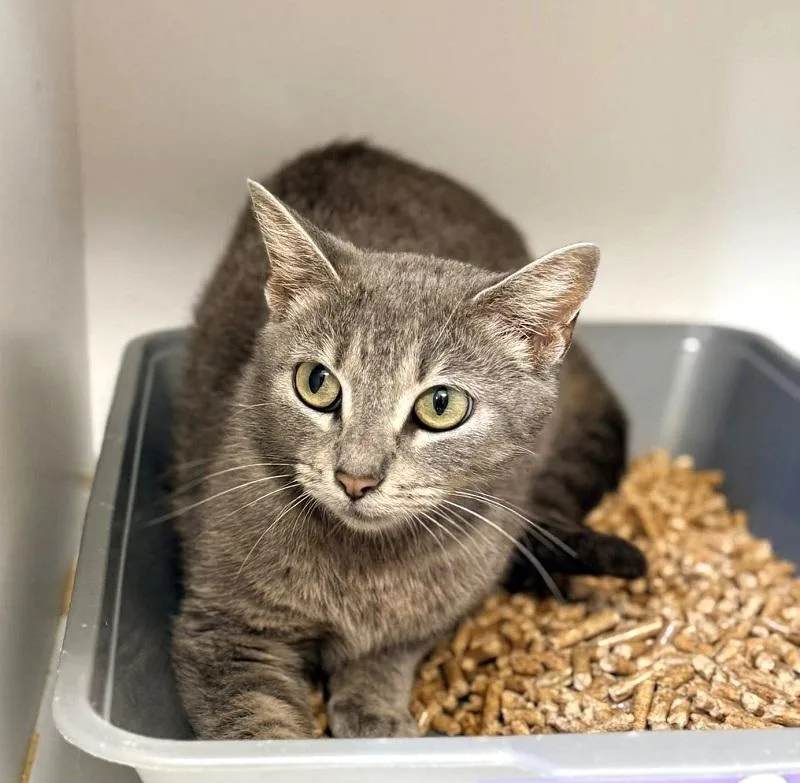 An adult medium-sized female Tabby (Gray / Blue / Silver) Domestic Short Hair cat named Baby Bell for adoption in Pegram, TN