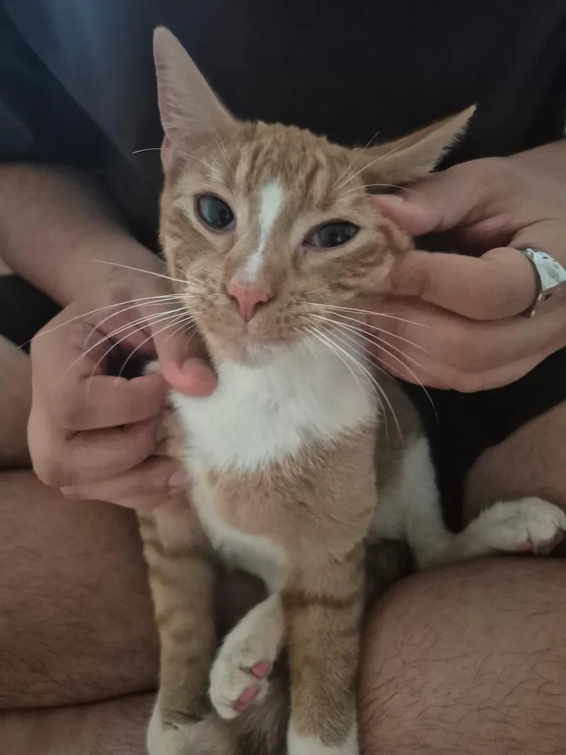 A young medium-sized male Orange & White Domestic Short Hair cat named Tangelo for adoption in New York, NY