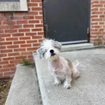 An adult medium-sized female Shih Tzu dog named Lucy Sky for adoption in Washington, DC