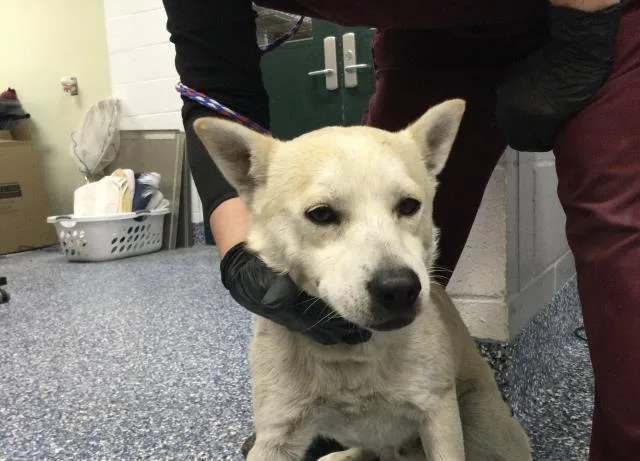 A young medium-sized male Finnish Spitz dog named Chapulin for adoption in Thousand Palms, CA