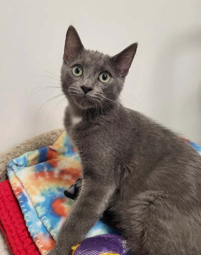 A baby medium-sized male Domestic Short Hair cat named Rao for adoption in Grayslake, IL
