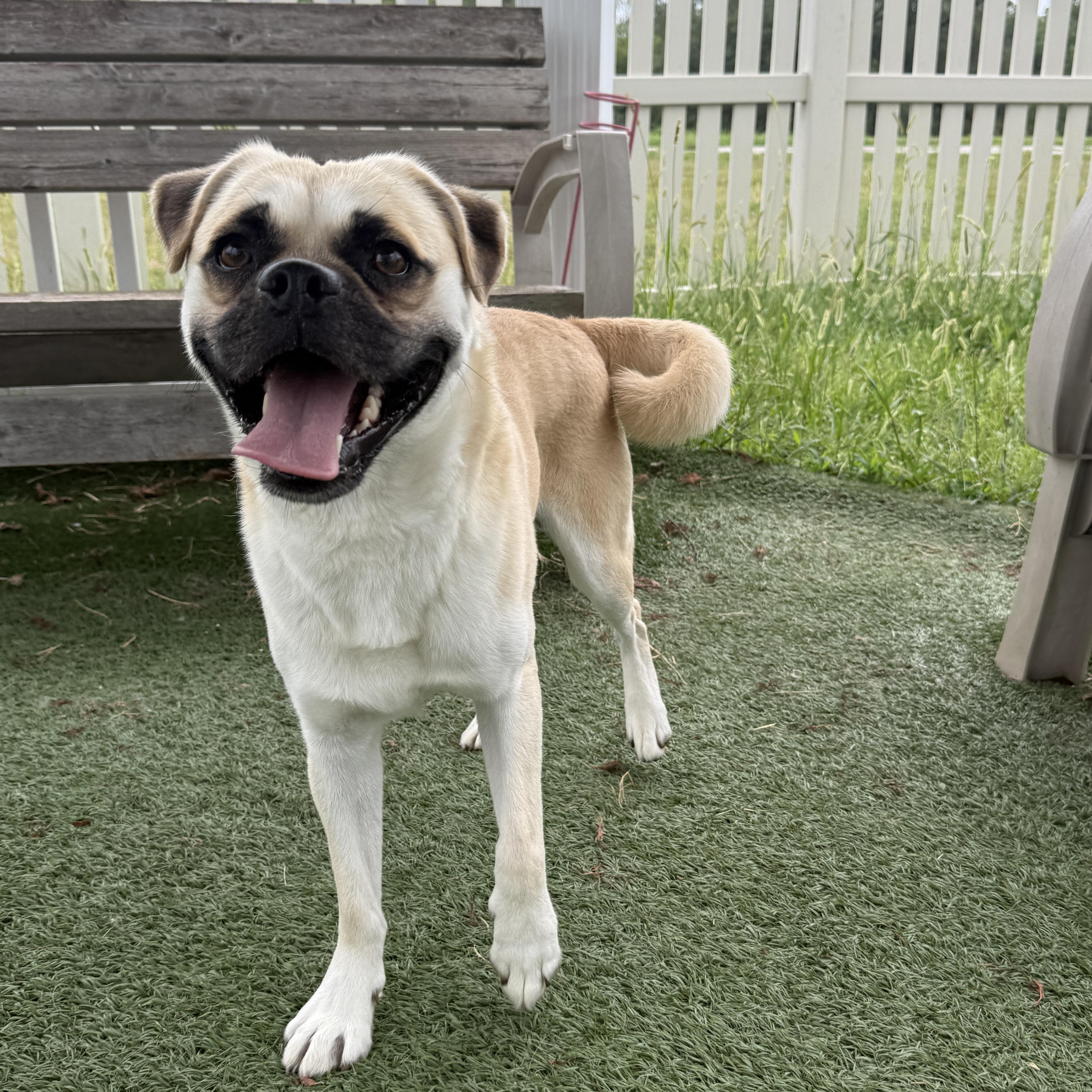 An adult medium-sized male Chug dog named Cobi for adoption in Auburn, NE