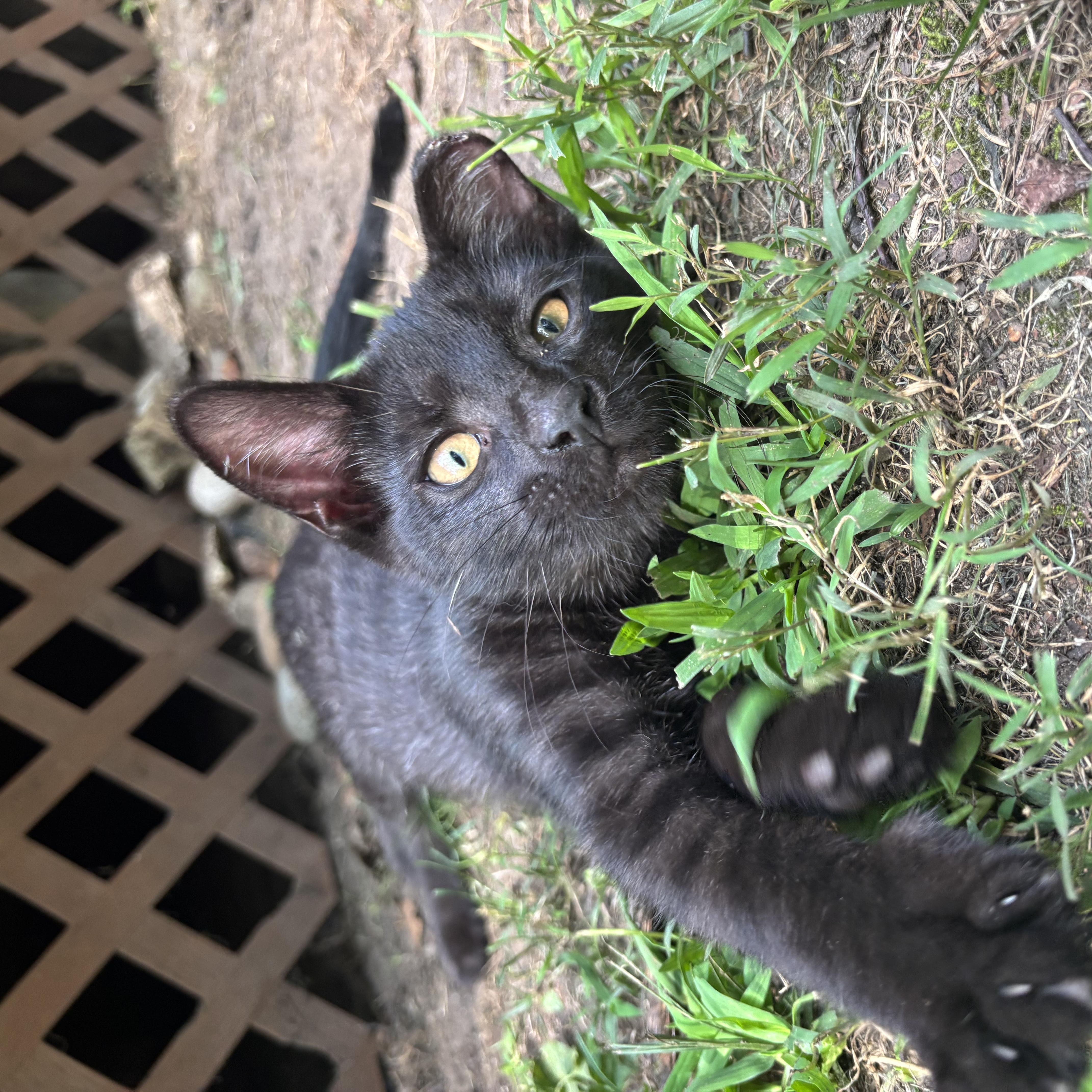 A baby medium-sized male Domestic Short Hair cat named Dobre for adoption in Valparaiso, IN