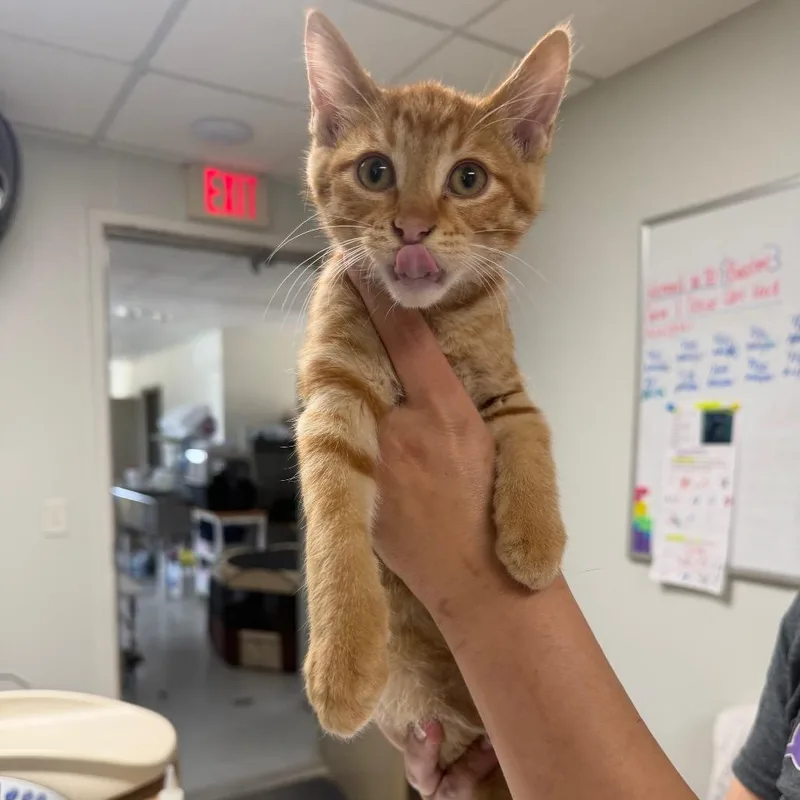 A baby small-sized male Orange / Red Domestic Short Hair cat named Ryder for adoption in Canton, IL
