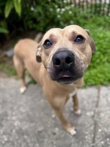 An adult large-sized male Labrador Retriever dog named Artie for adoption in New Orleans, LA