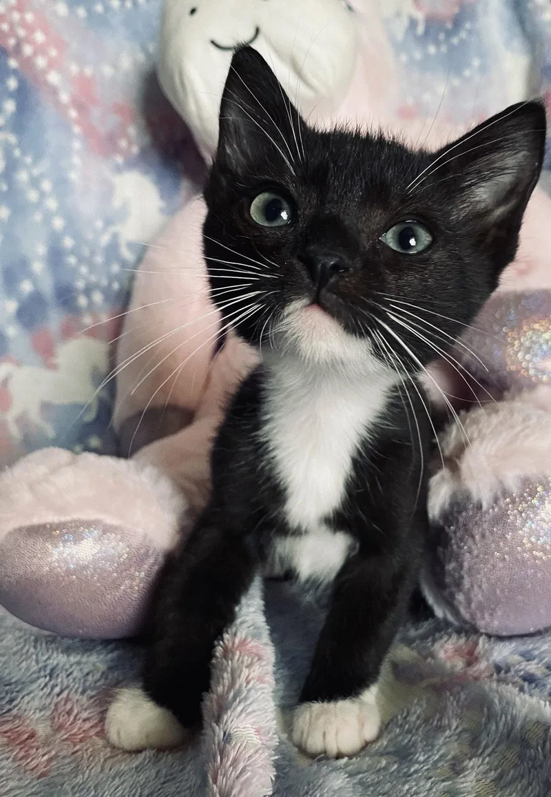 A young medium-sized female Black & White / Tuxedo Domestic Short Hair cat named Rockstar for adoption in Riverside, CA