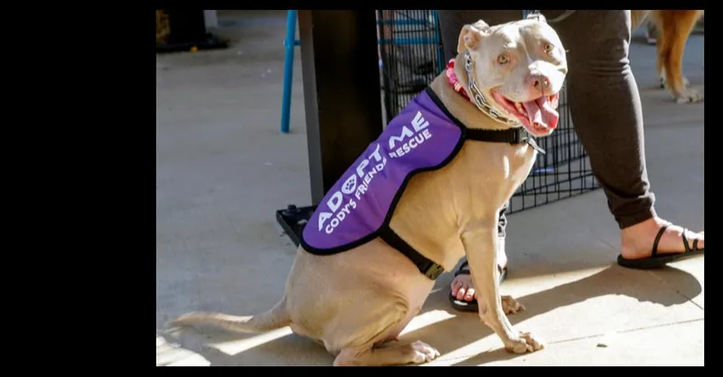 An adult large-sized female Pit Bull Terrier dog named Sweet Pea for adoption in Dallas, TX