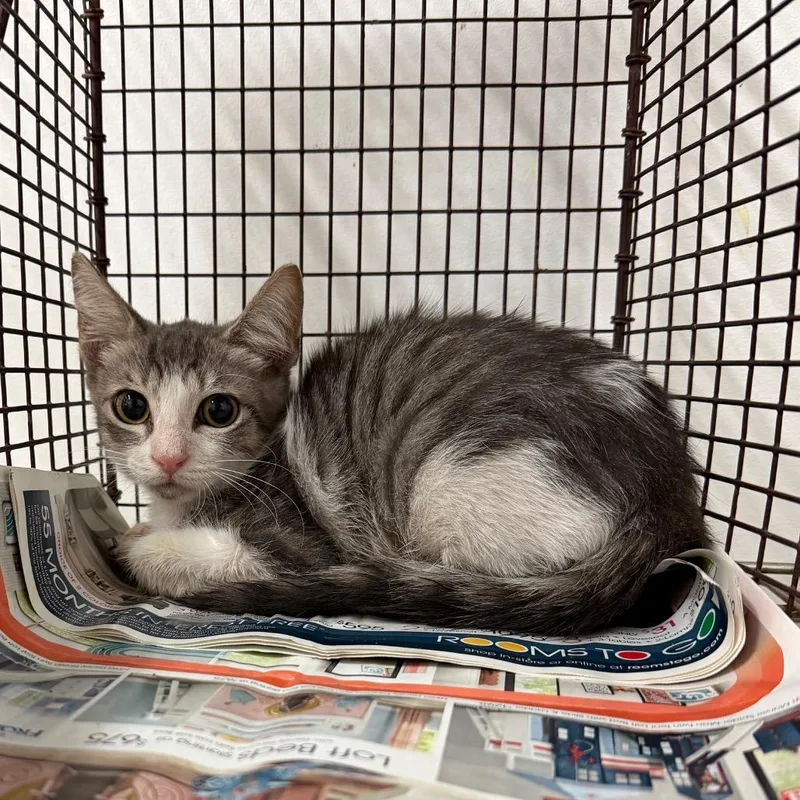A baby small-sized male Gray / Blue / Silver Domestic Short Hair cat named Mr. Brightside for adoption in Edinburg, TX
