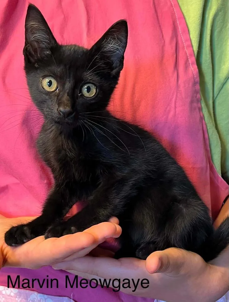 A baby small-sized male American Shorthair cat named Marvin Meowgaye for adoption in El Dorado, AR