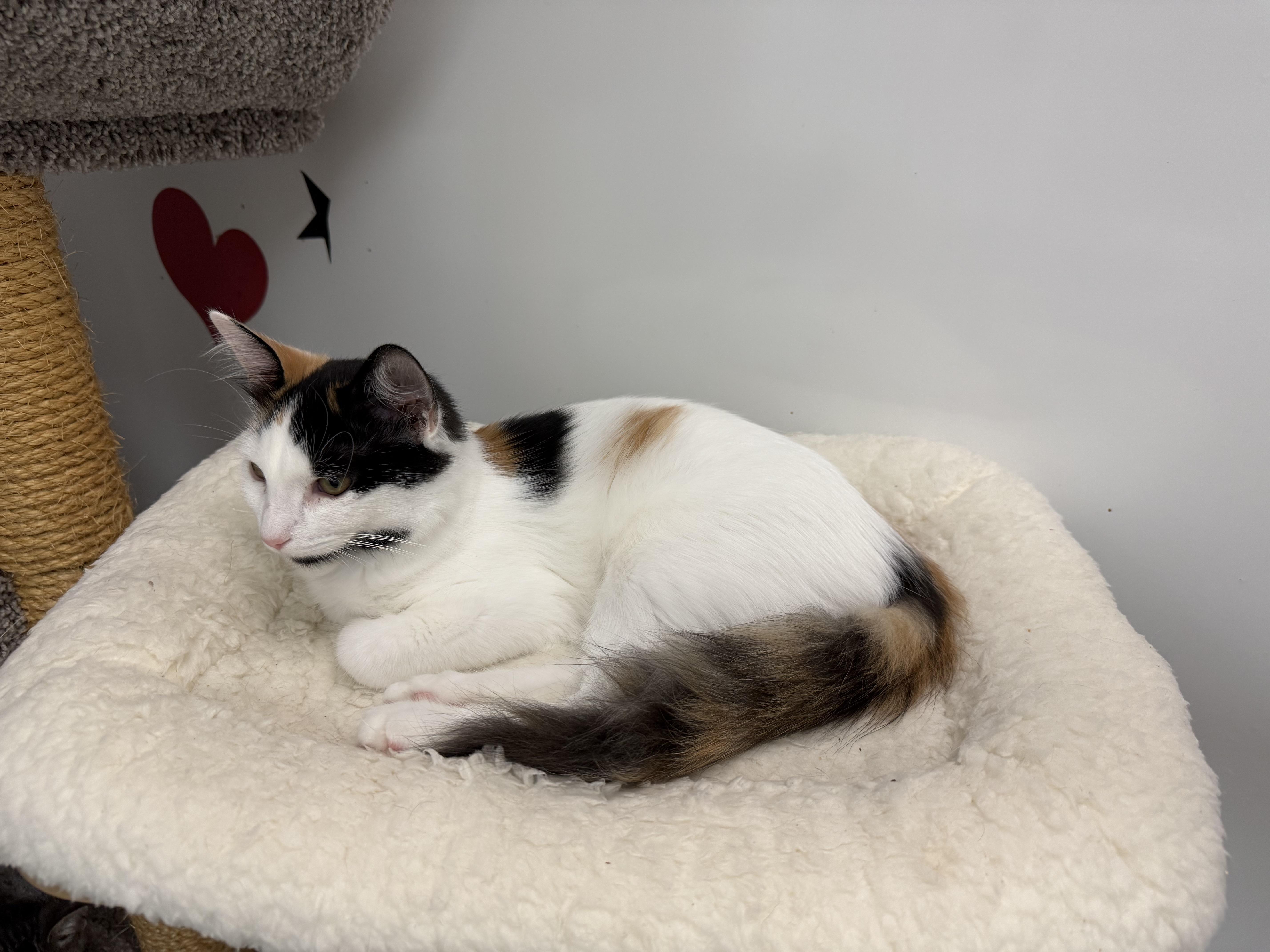 A young medium-sized female Calico cat named Mango for adoption in Newport Beach, CA