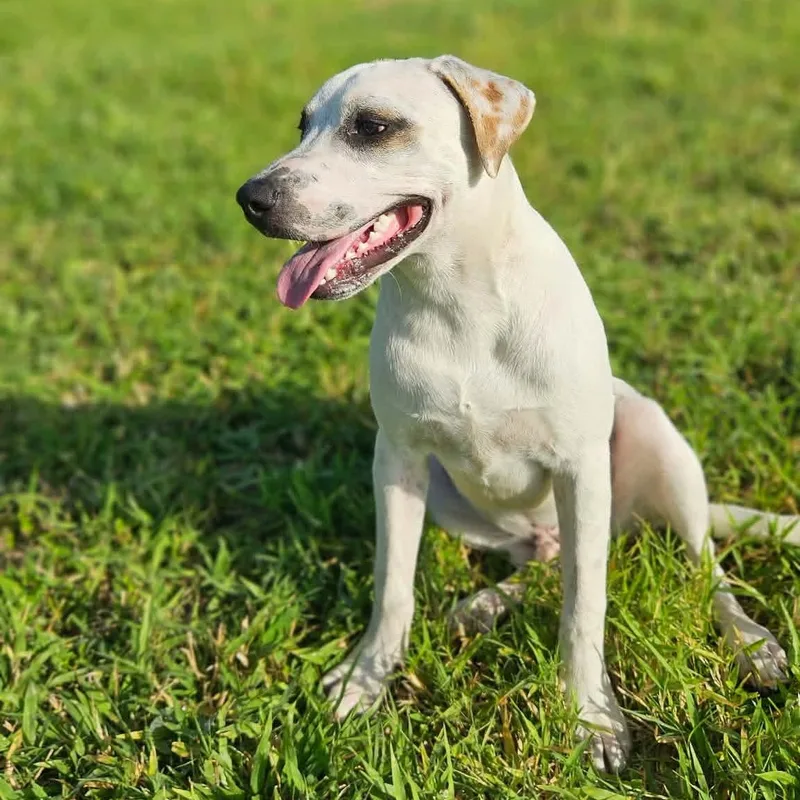 A young medium-sized male Terrier dog named Wishbone for adoption in Kingsville, TX