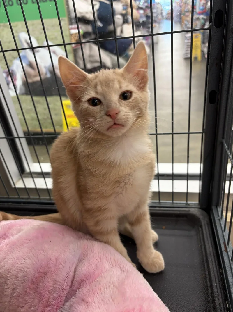 A young medium-sized male Buff / Tan / Fawn Domestic Short Hair cat named Montezumo for adoption in Smithtown, NY