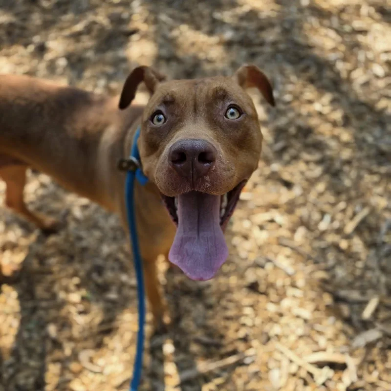 An adult medium-sized female Pit Bull Terrier dog named Hubba Hubba for adoption in Grants Pass, OR