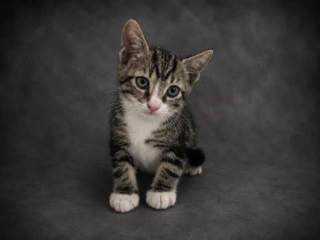 A baby small-sized male Domestic Short Hair cat named Billy for adoption in Winter Haven, FL
