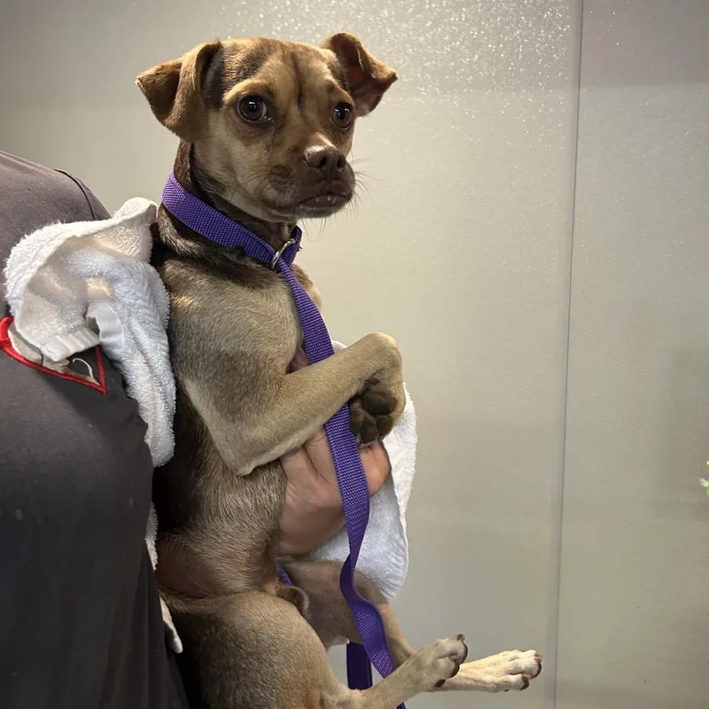 A young small-sized male Apricot / Beige Miniature Pinscher dog named Noodle City of for adoption in Chino Hills, CA