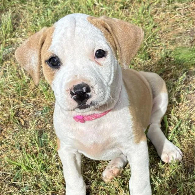 A baby small-sized female Yellow / Tan / Blond / Fawn Hound dog named Petunia for adoption in Briarcliff Manor, NY