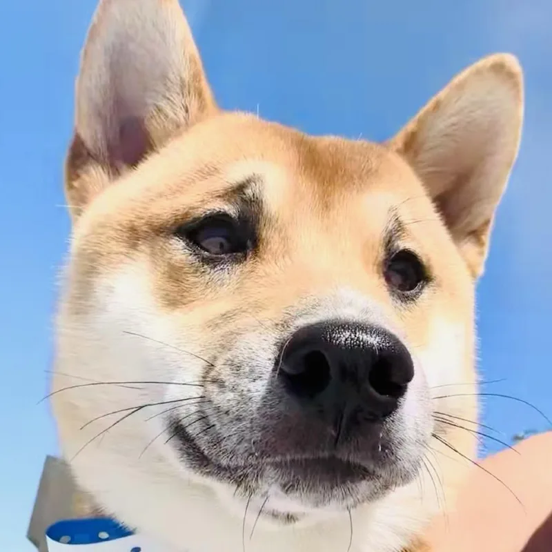 A young small-sized male Yellow / Tan / Blond / Fawn Shiba Inu dog named Bonsai for adoption in Las Vegas, NV