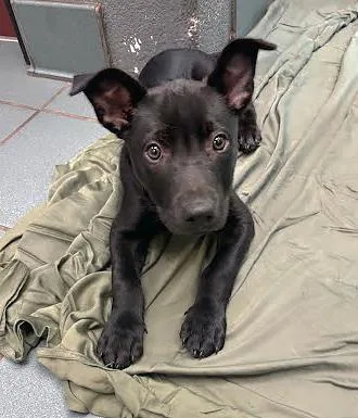 A baby medium-sized male Black Mixed Breed dog named Quacamole for adoption in Nashville, TN